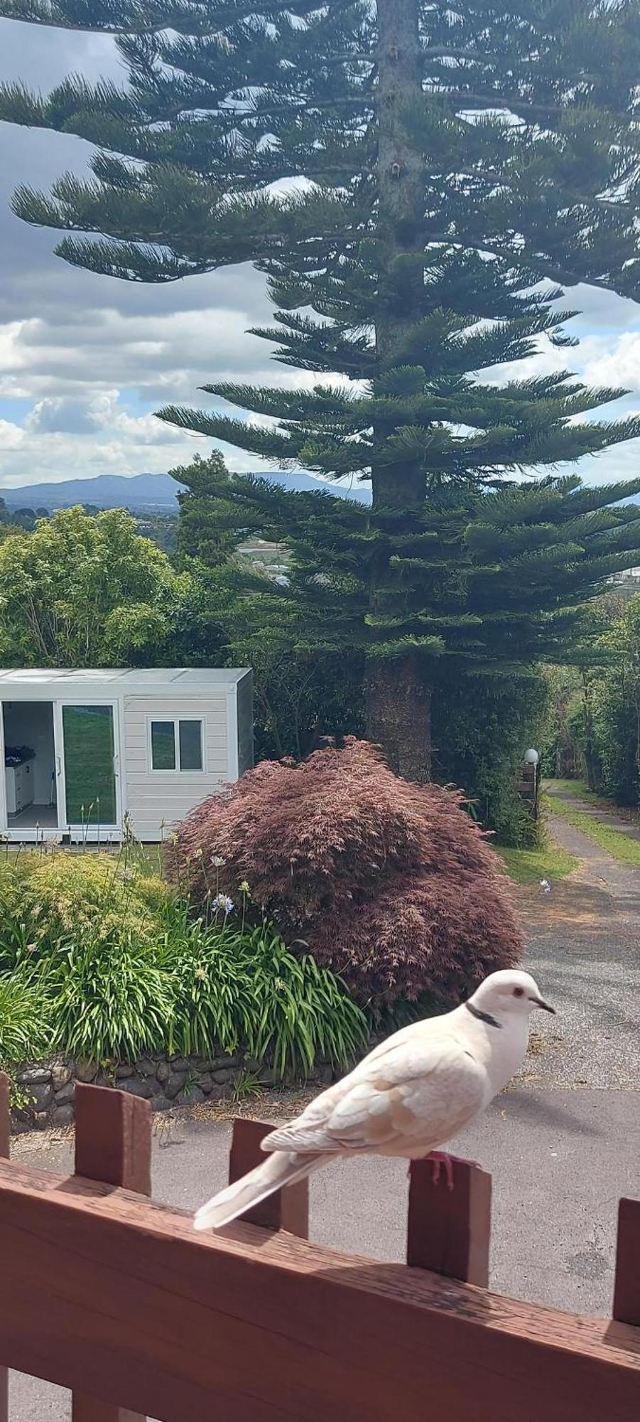 Haley'S Cabin Tauranga Exteriér fotografie